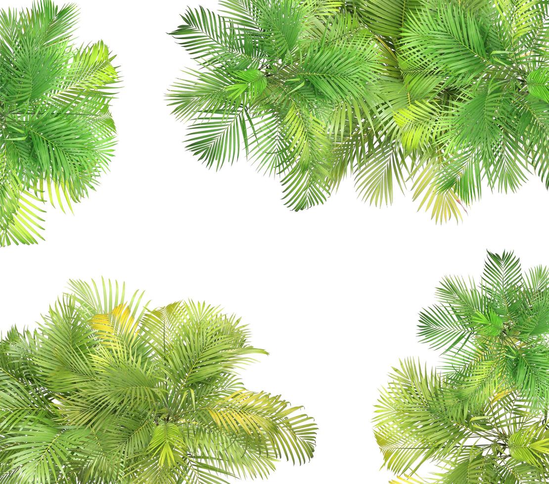 Palm trees on white photo