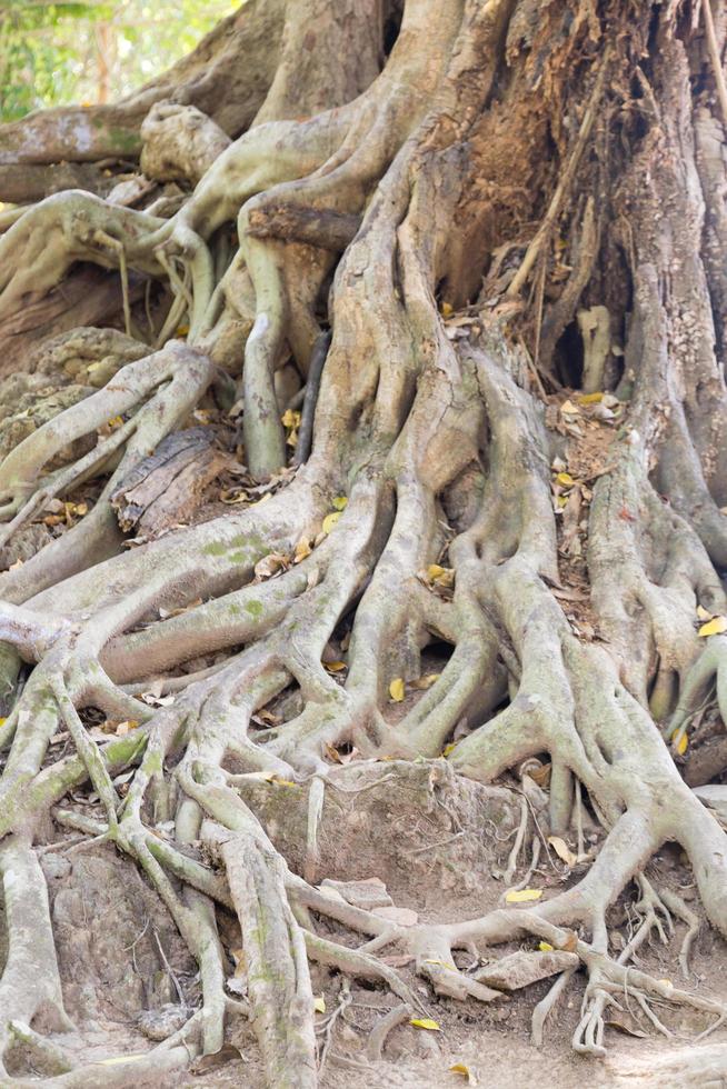 Old tree roots 1968456 Stock Photo at Vecteezy