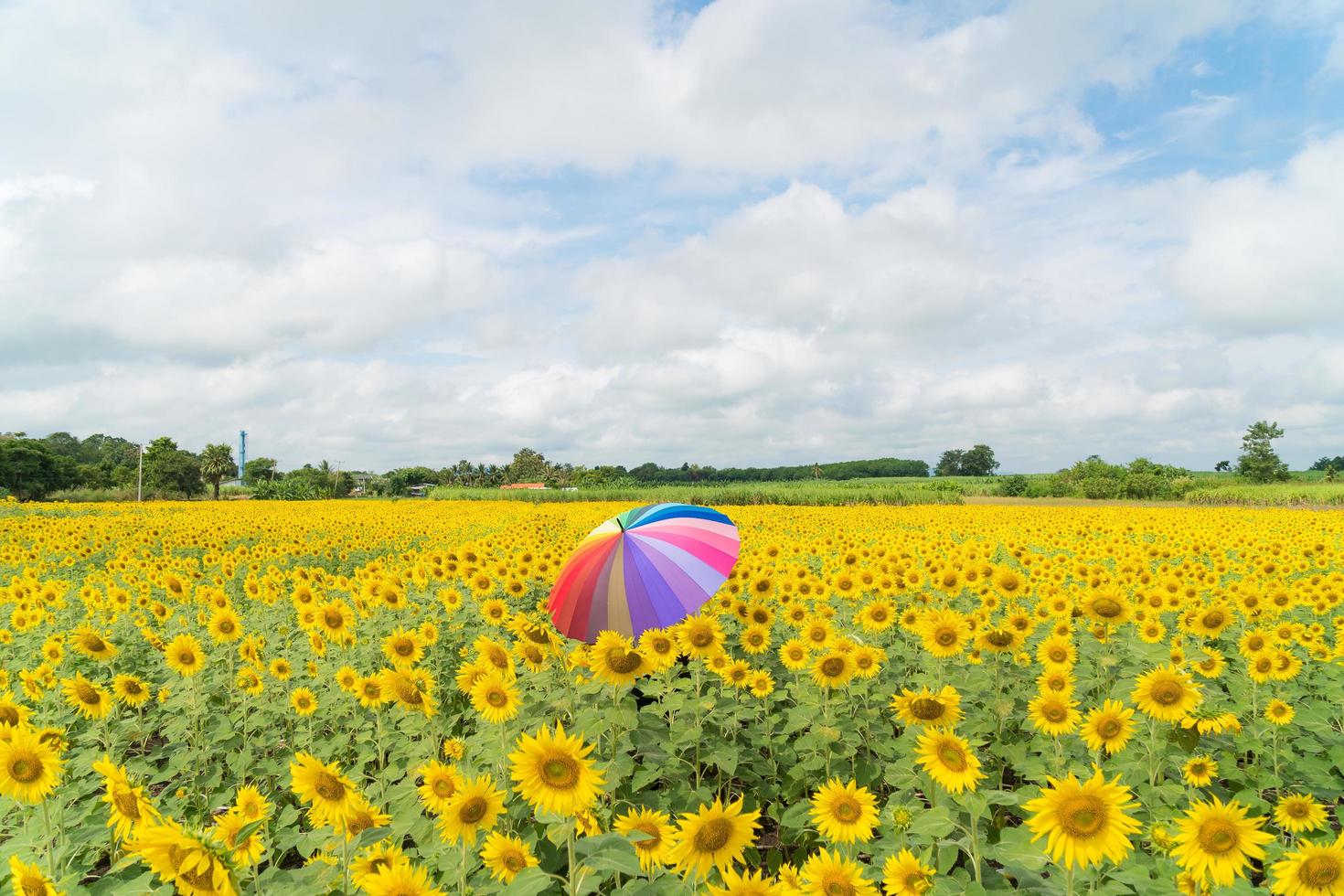 paraguas muticolor en el campo de girasol foto