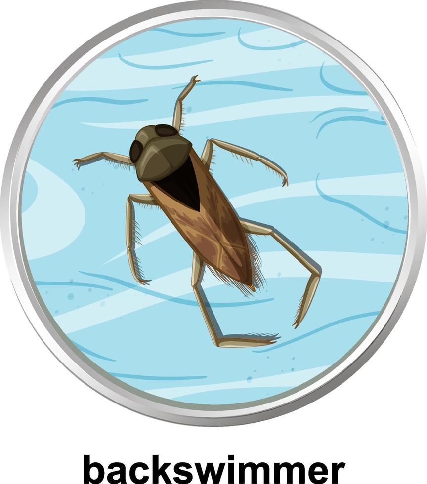 Top view of backswimmer on the water vector