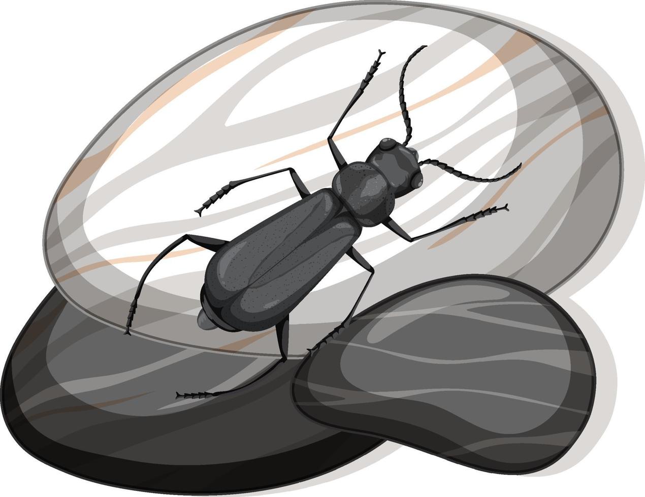 Top view of insect on a stone on white background vector