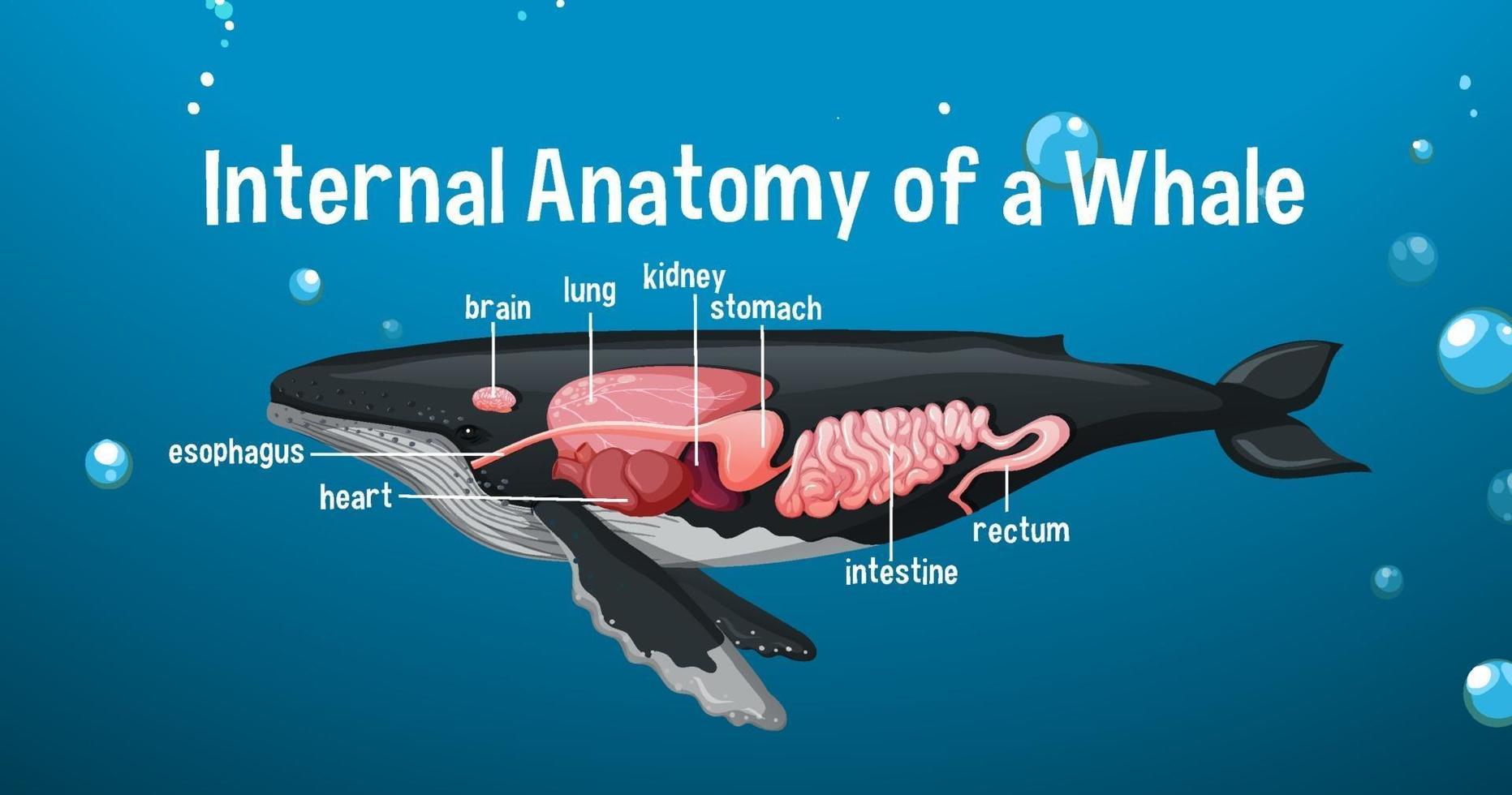 anatomía interna de una ballena con etiqueta vector