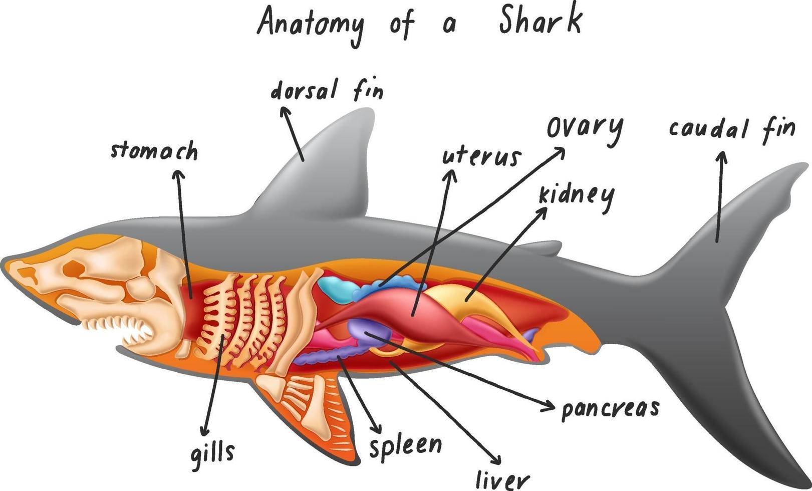 Anatomy of a shark 1970265 Vector Art at Vecteezy