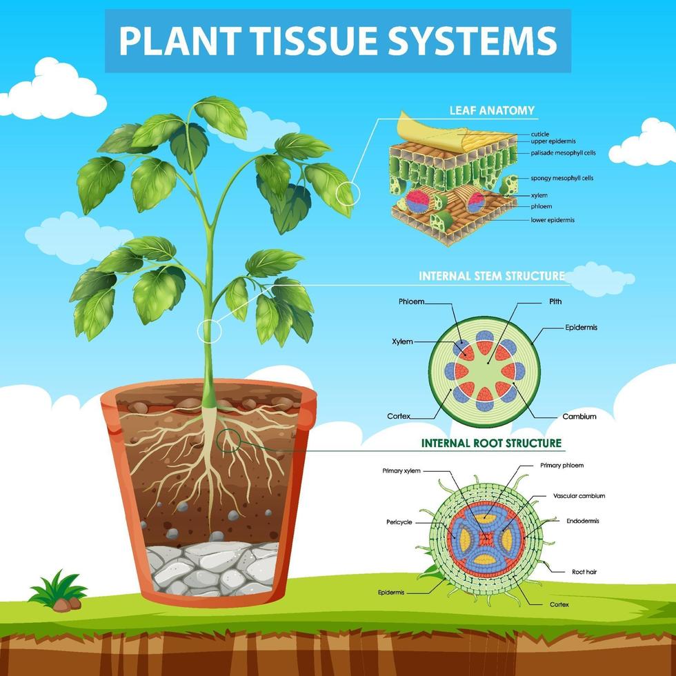 diagrama que muestra los sistemas de tejidos vegetales vector