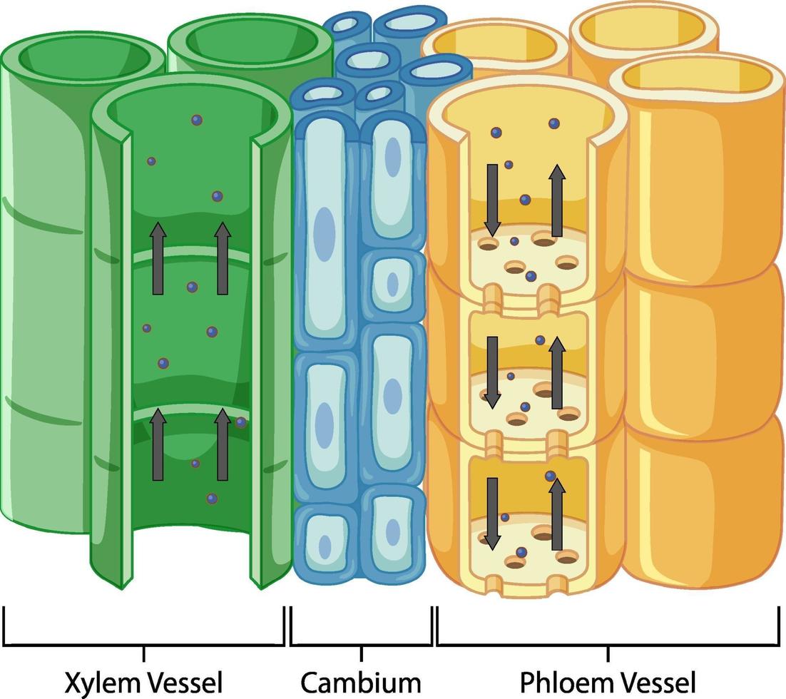 diagrama que muestra el sistema de tejido vascular en plantas vector