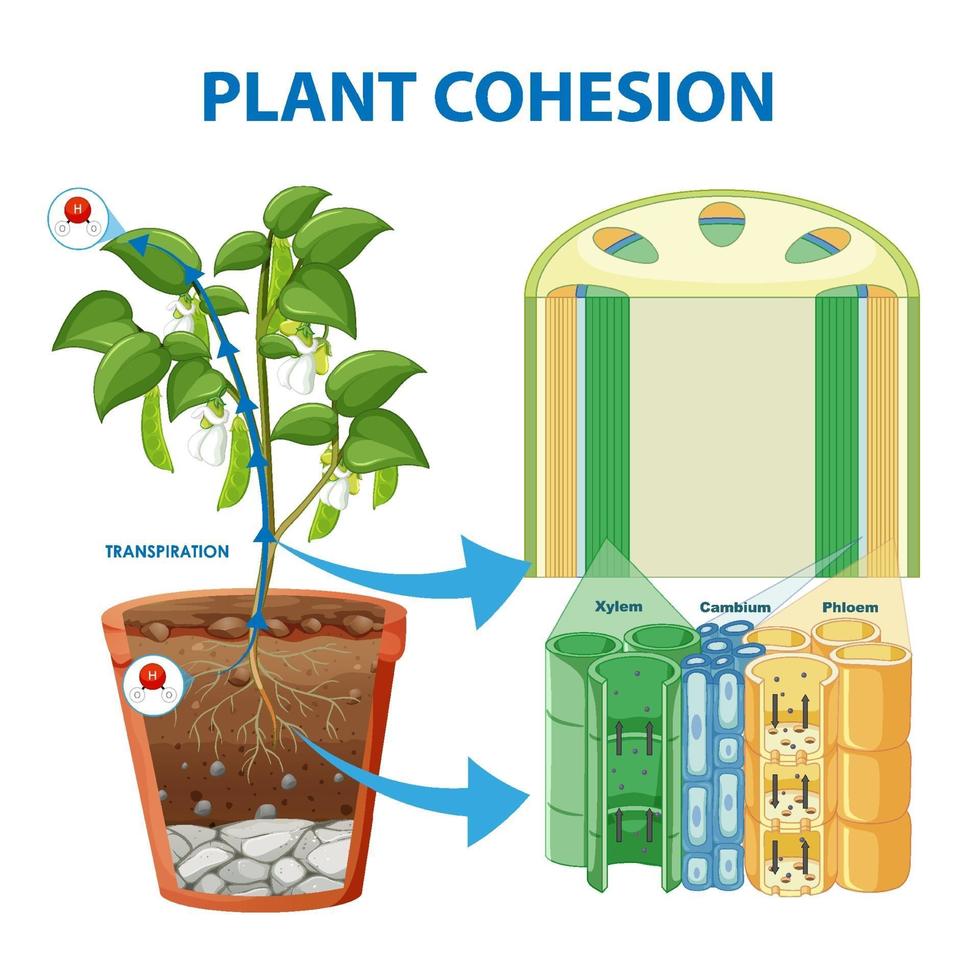 Diagram showing Plant Cohesion vector