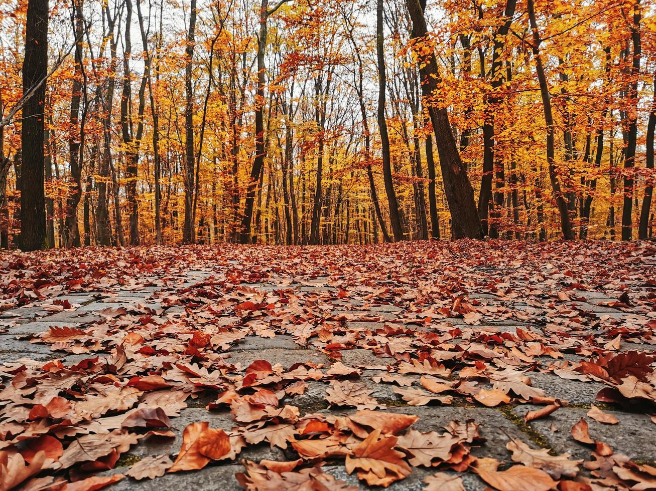 Autumn Leaves On The Forest Floor Stock Photo