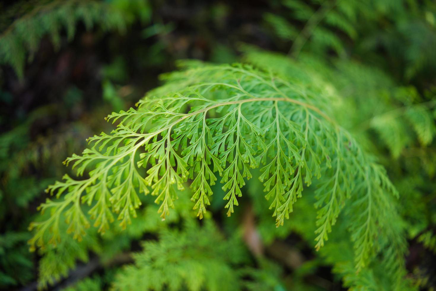 helecho verde en el bosque foto