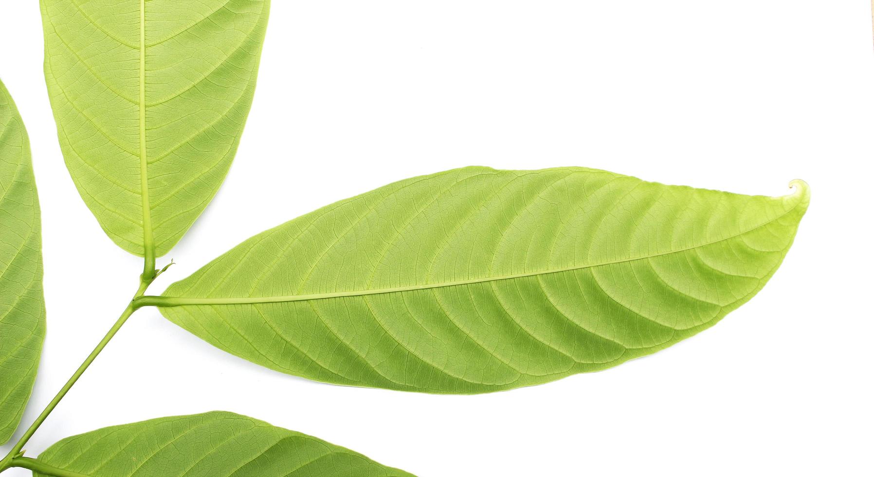 Green leaf close-up photo