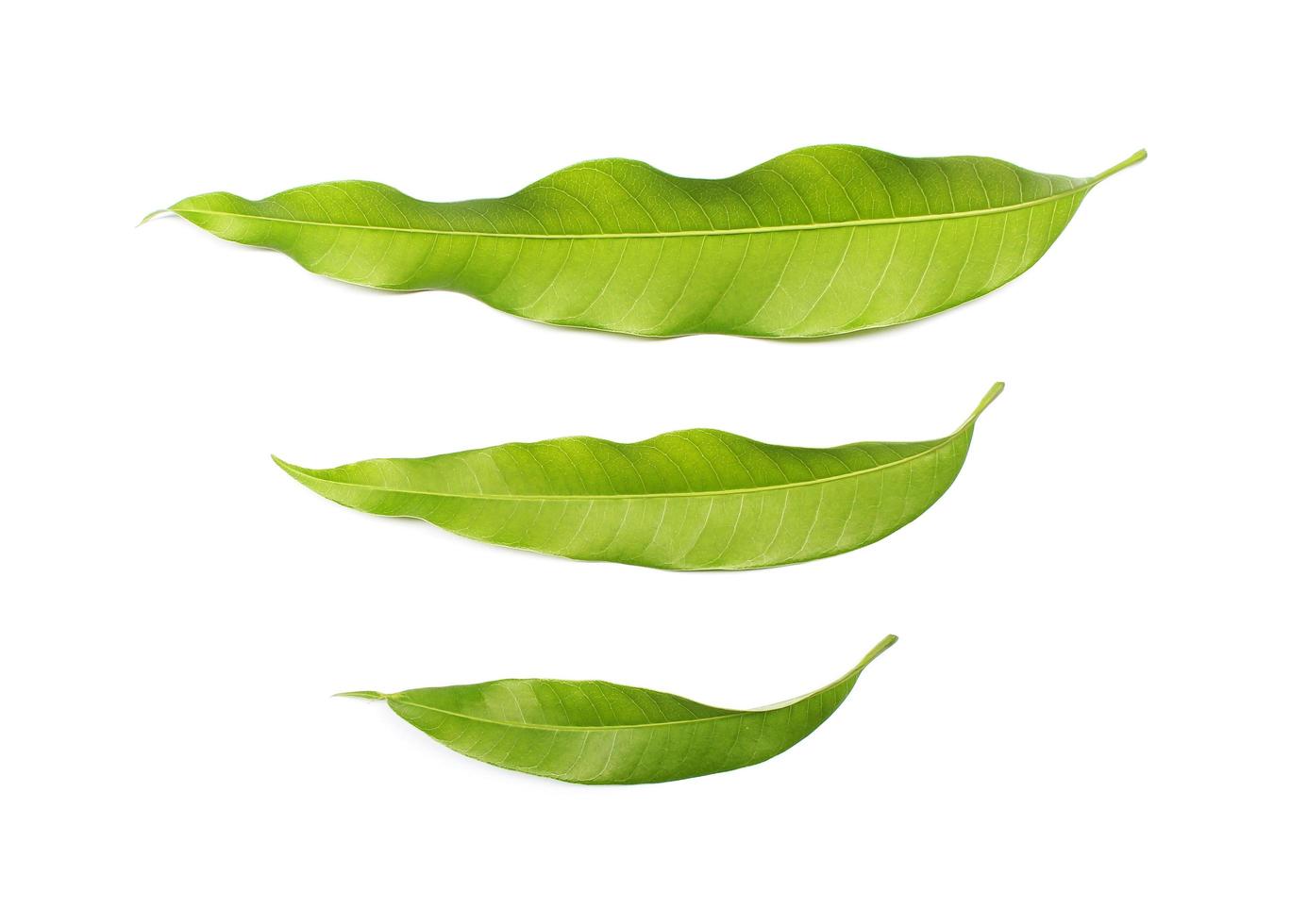 tres hojas verdes foto