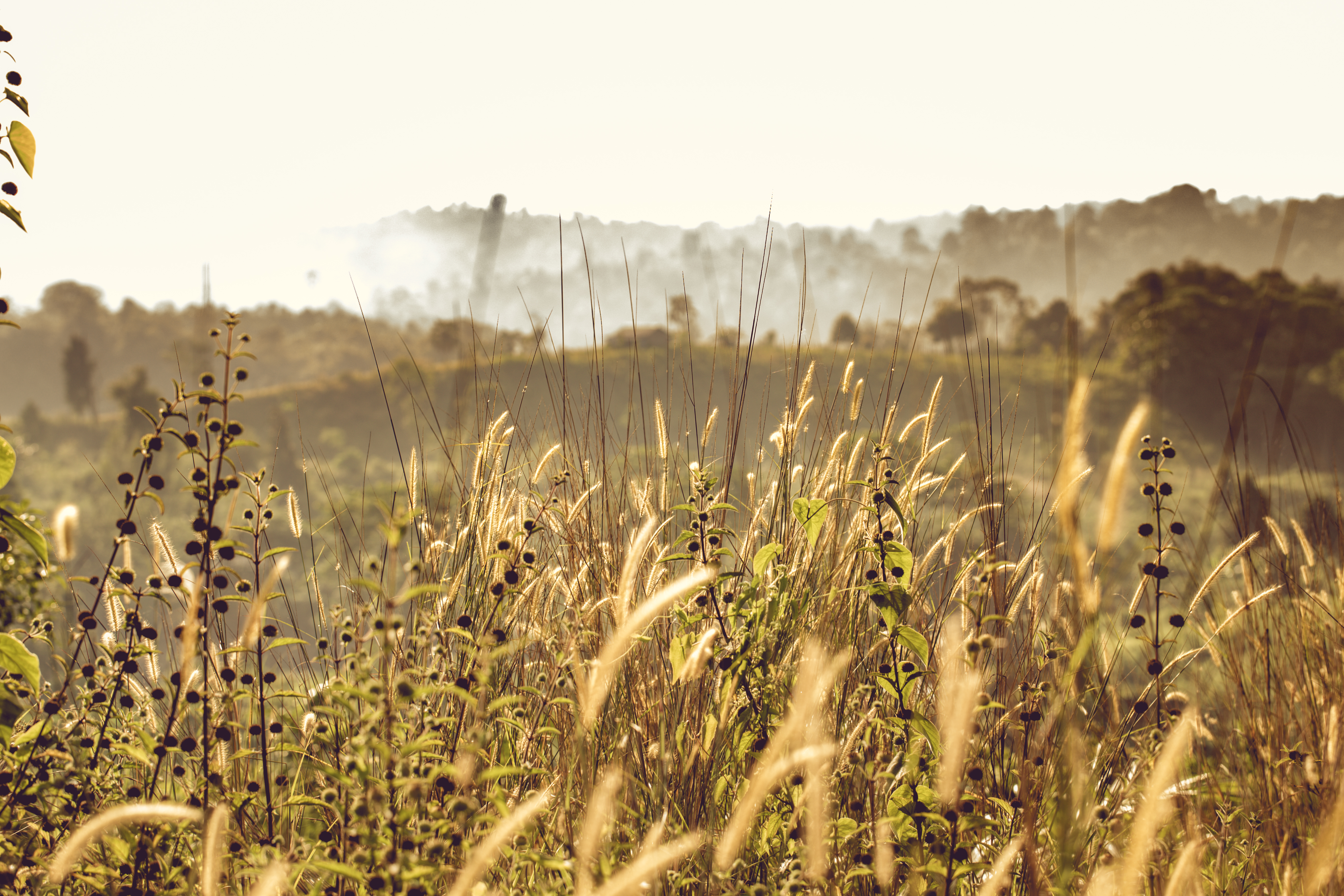 Grassy Field Stock Photos, Images and Backgrounds for Free Download