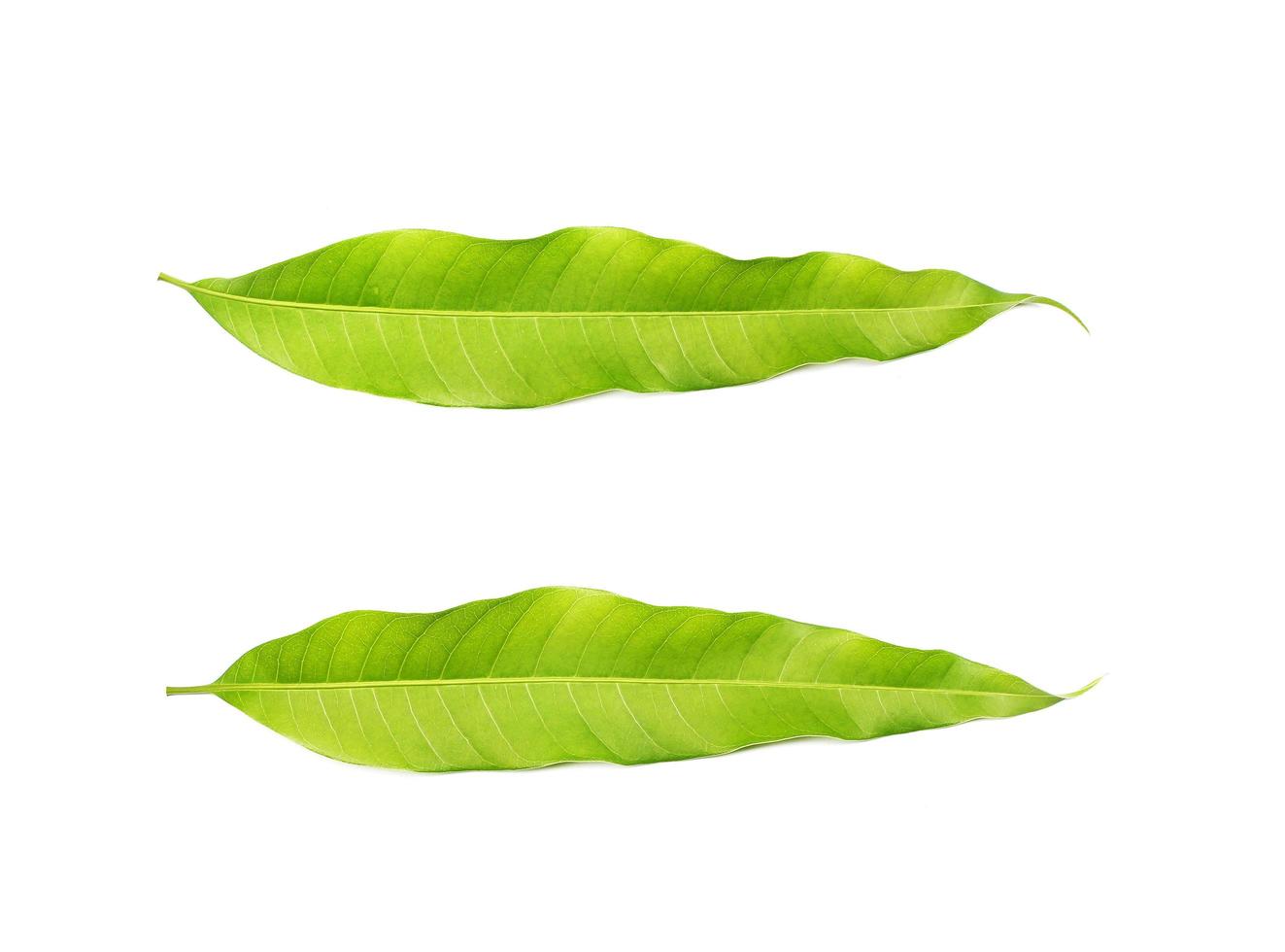 dos hojas de color verde brillante sobre blanco foto