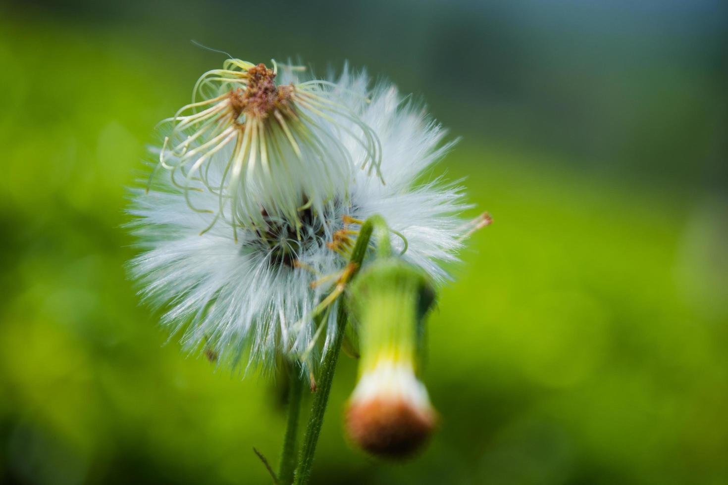 Close-up of dandelion seeds photo