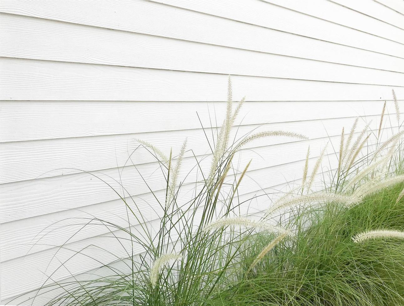 Wild grass on a wall photo