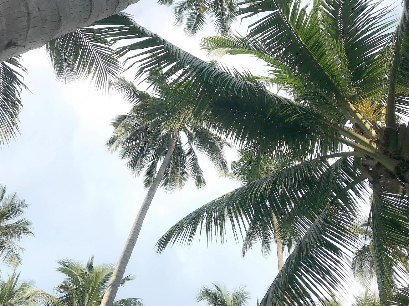 Palm trees in blue sky photo