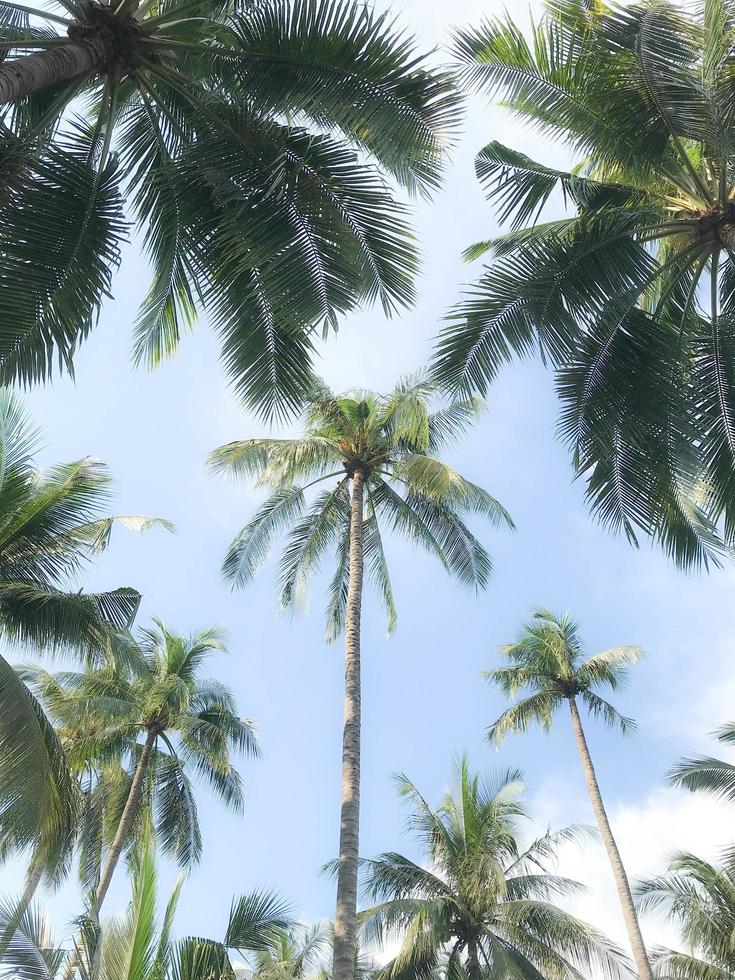 Palm trees during the day with blue sky photo