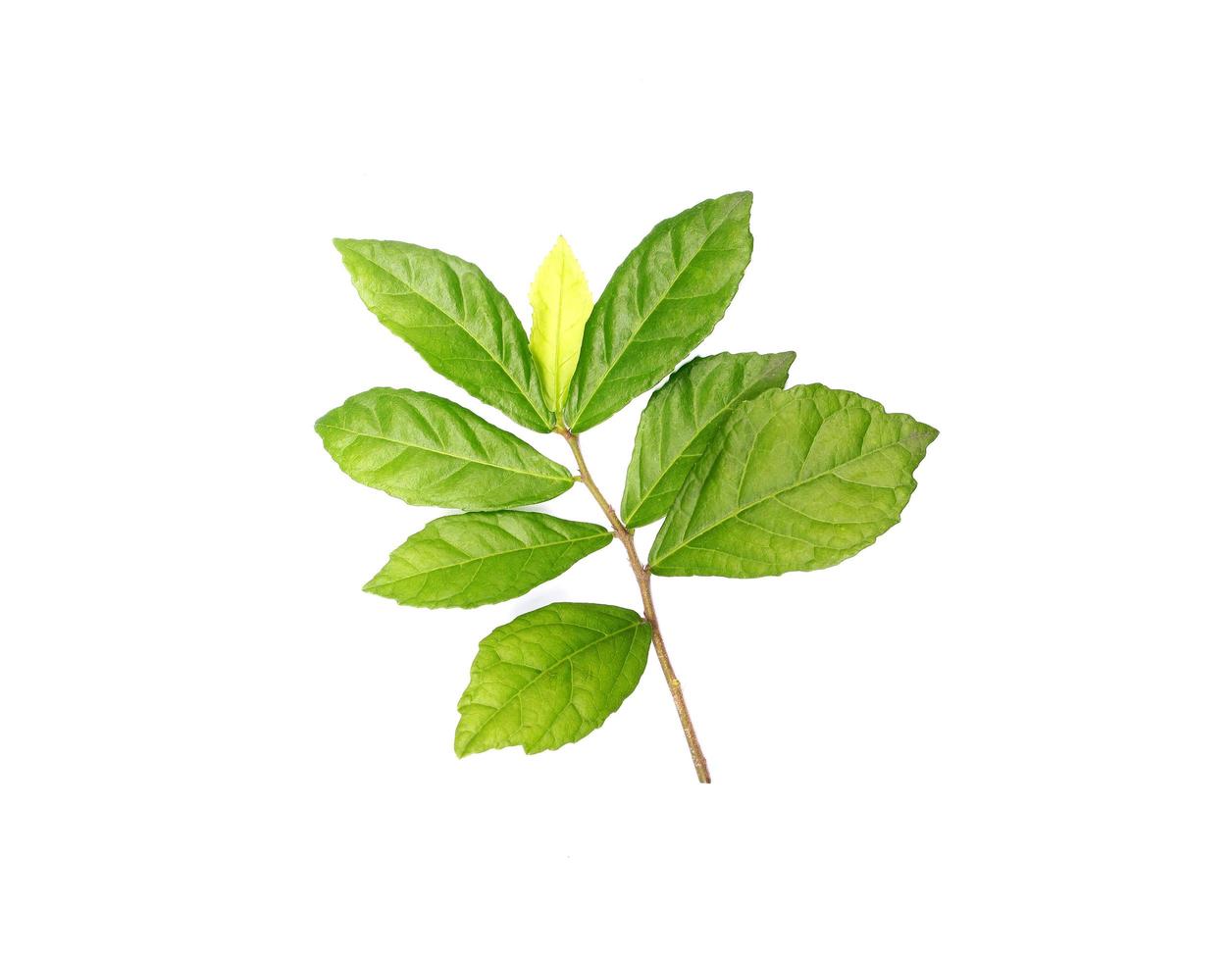 Green leaf stem with yellow leaf photo