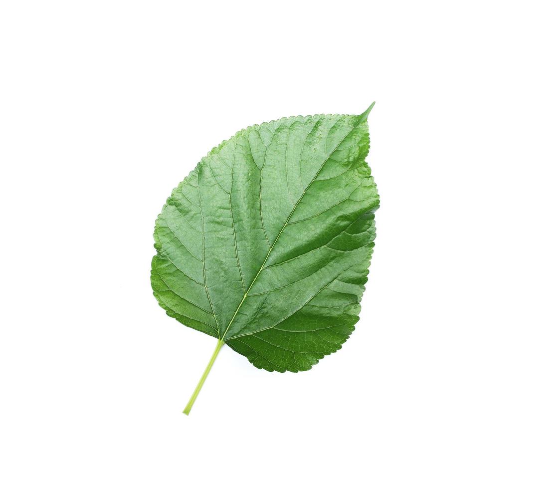 Bright shiny green leaf photo