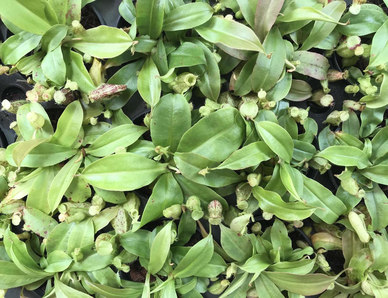 Green swamp pitcher plant leaves photo