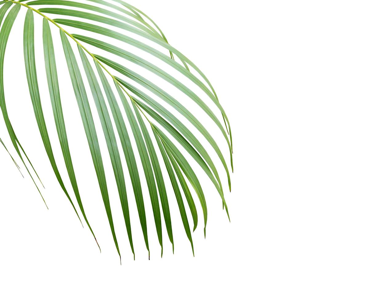 Lush tropical leaf with copy space photo