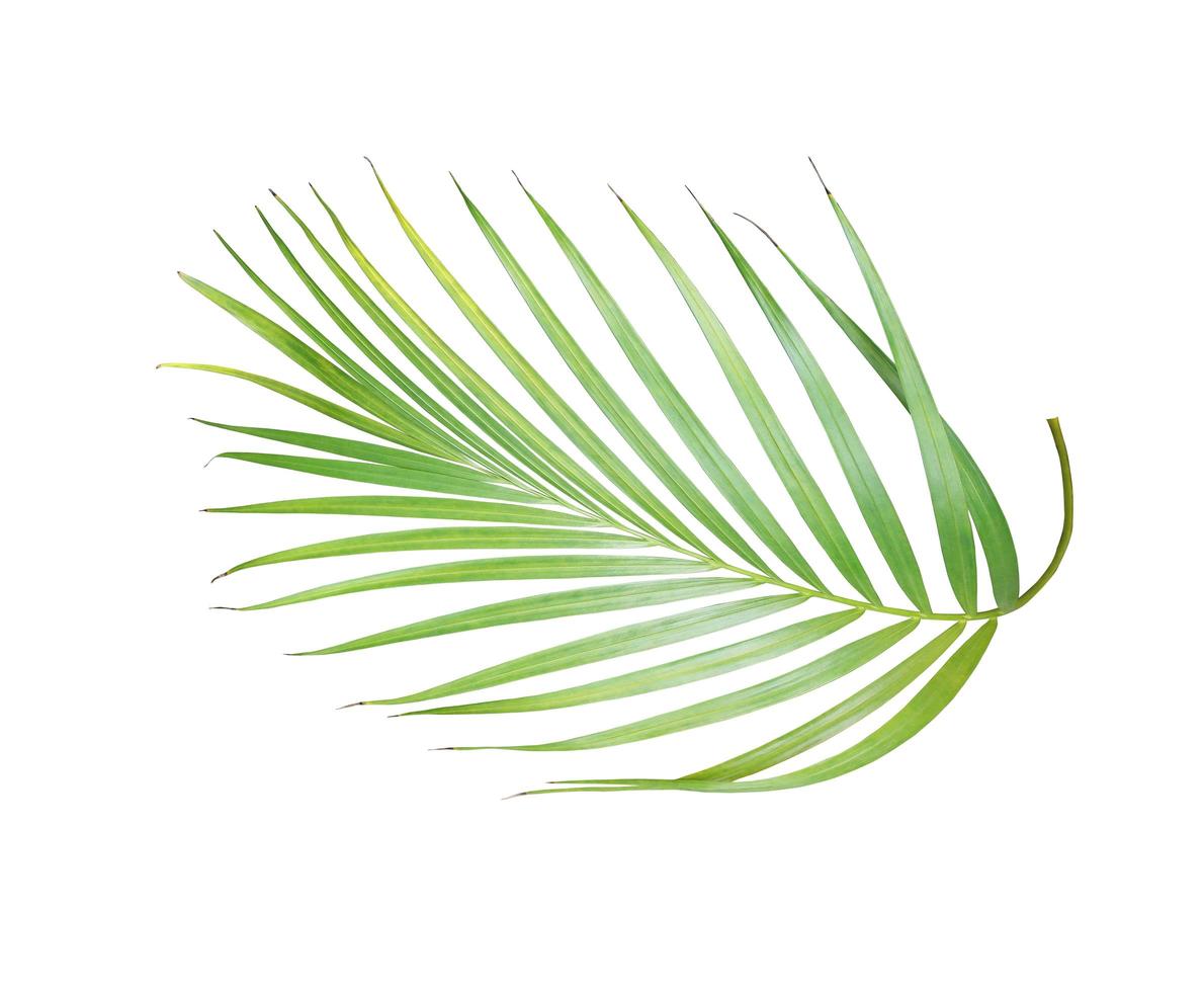 Lush bright green palm leaf photo