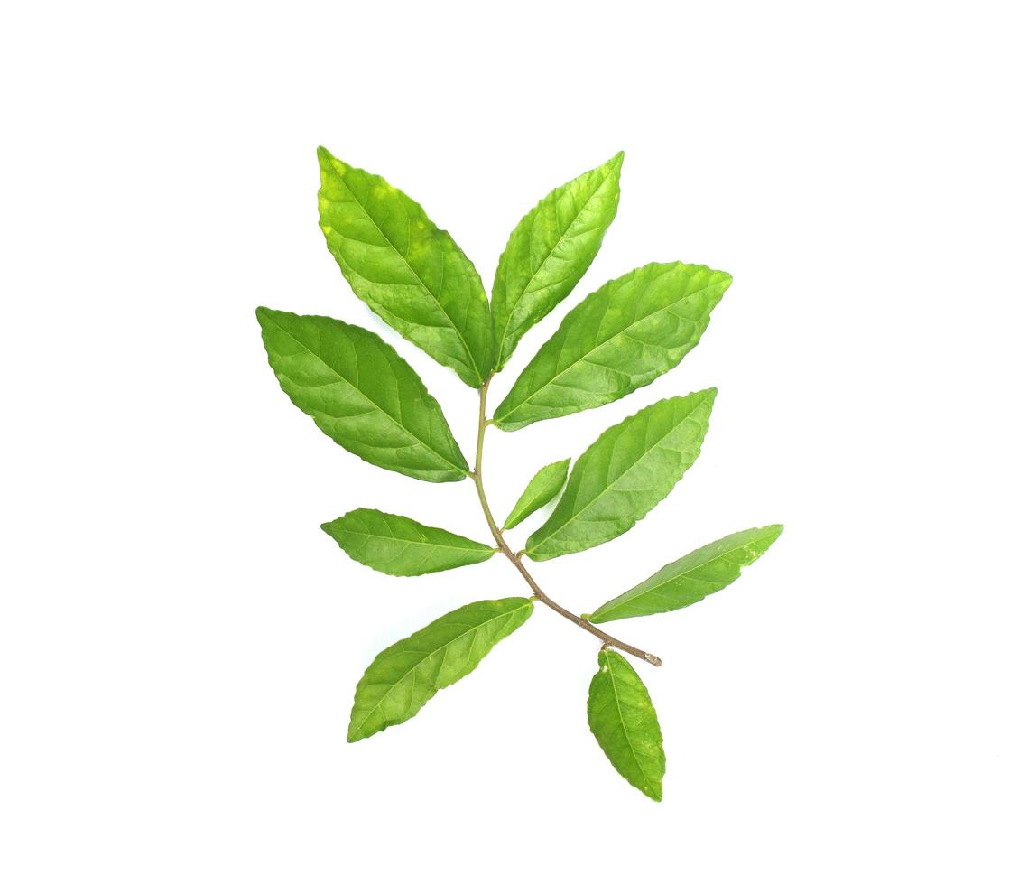 hojas verdes en un tallo foto