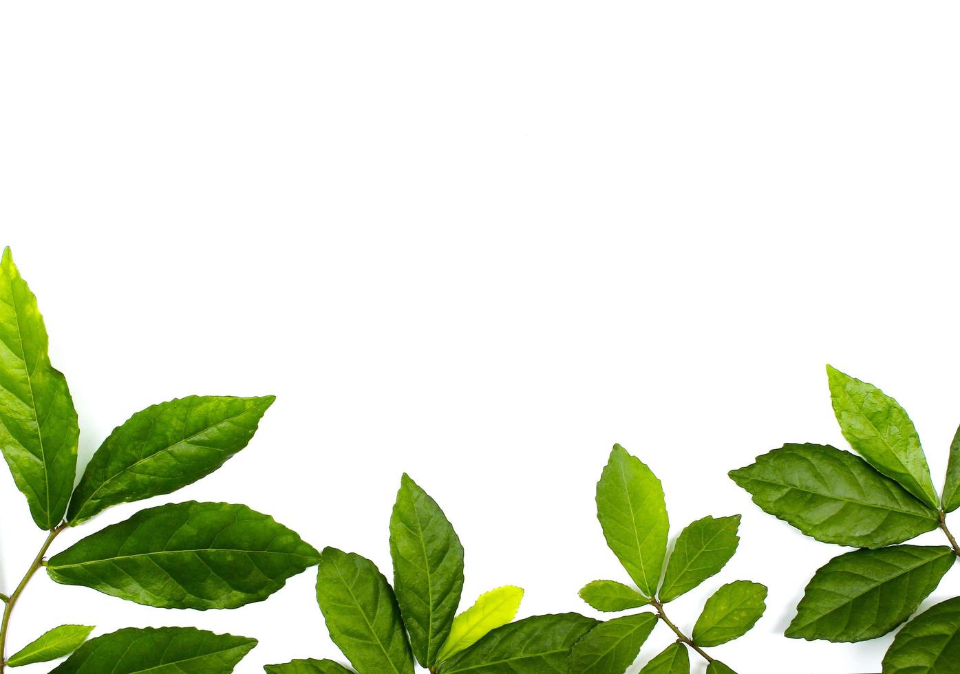 Group of leaves at bottom of frame photo