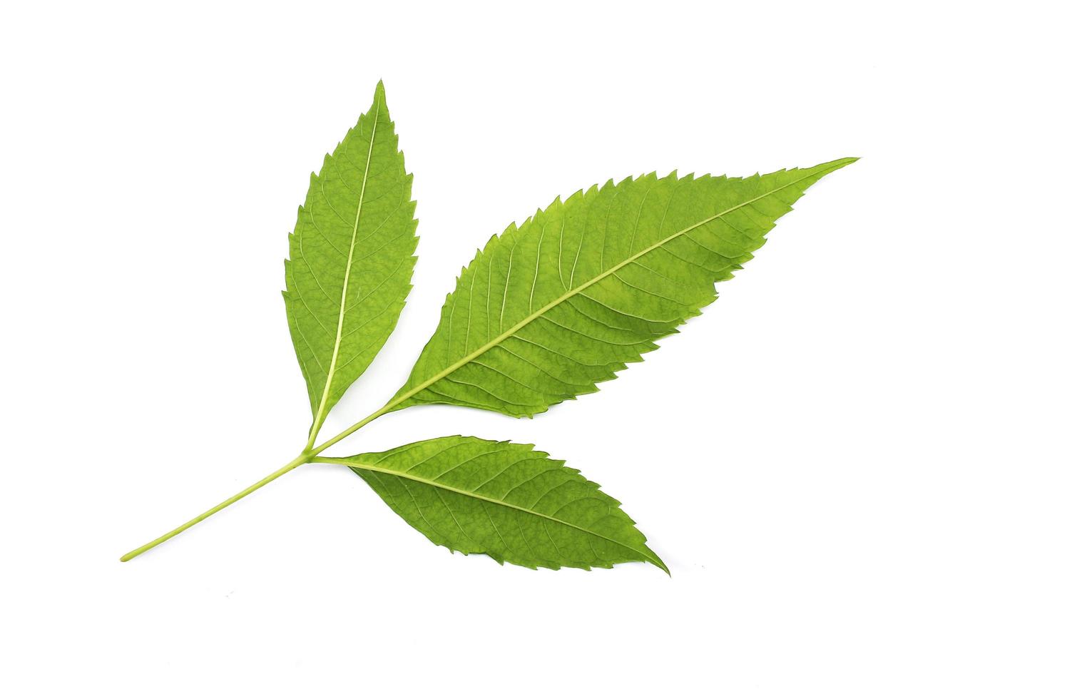 Three leaves on a stem photo