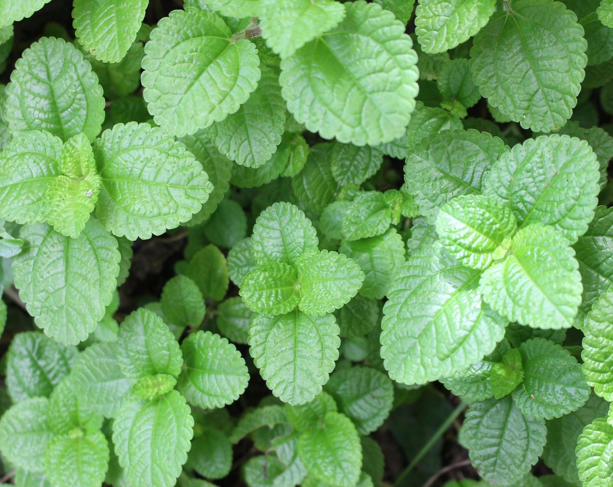 Mint leaf close-up photo