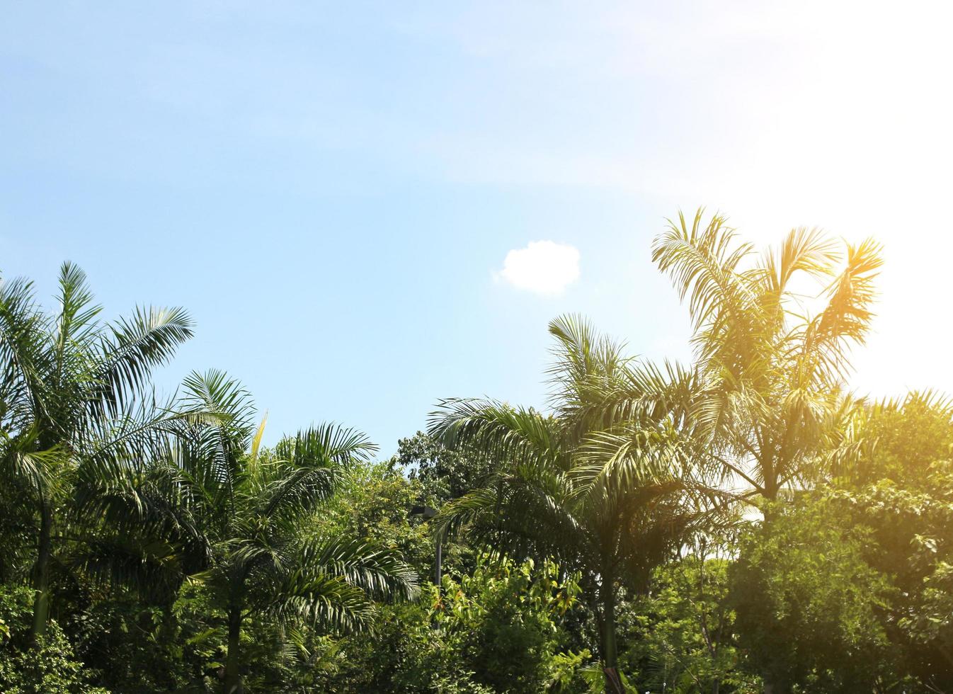 palmeras y luz del sol foto