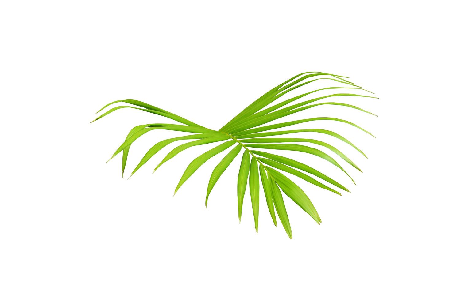 Vibrant bright green palm tree foliage photo