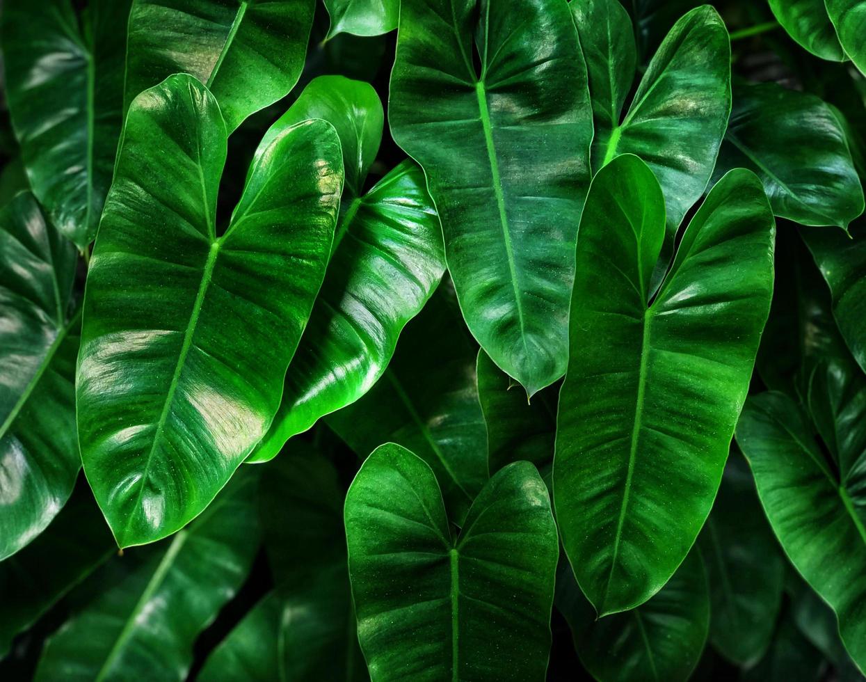 Lush elephant leaves photo