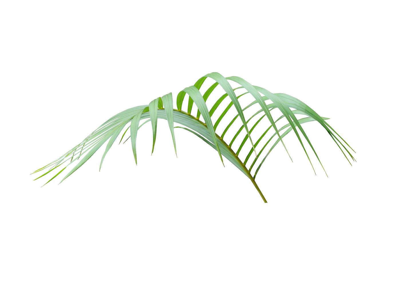 Lush tropical palm tree leaf photo