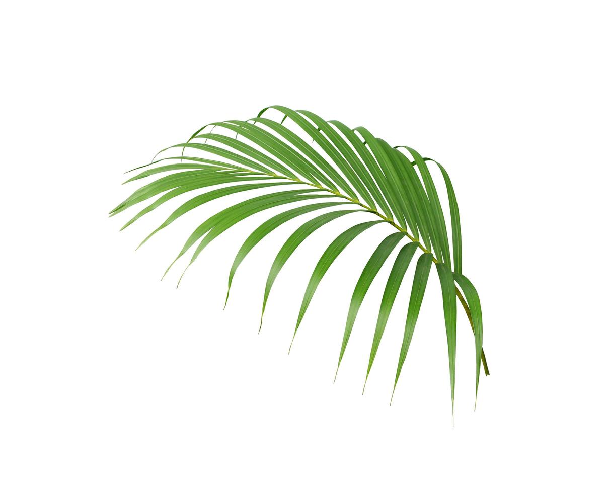 hoja de palmera verde tropical foto