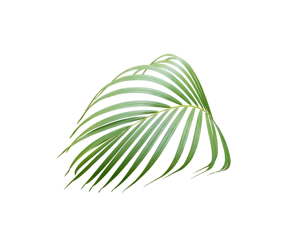 Tropical lush green leaf photo