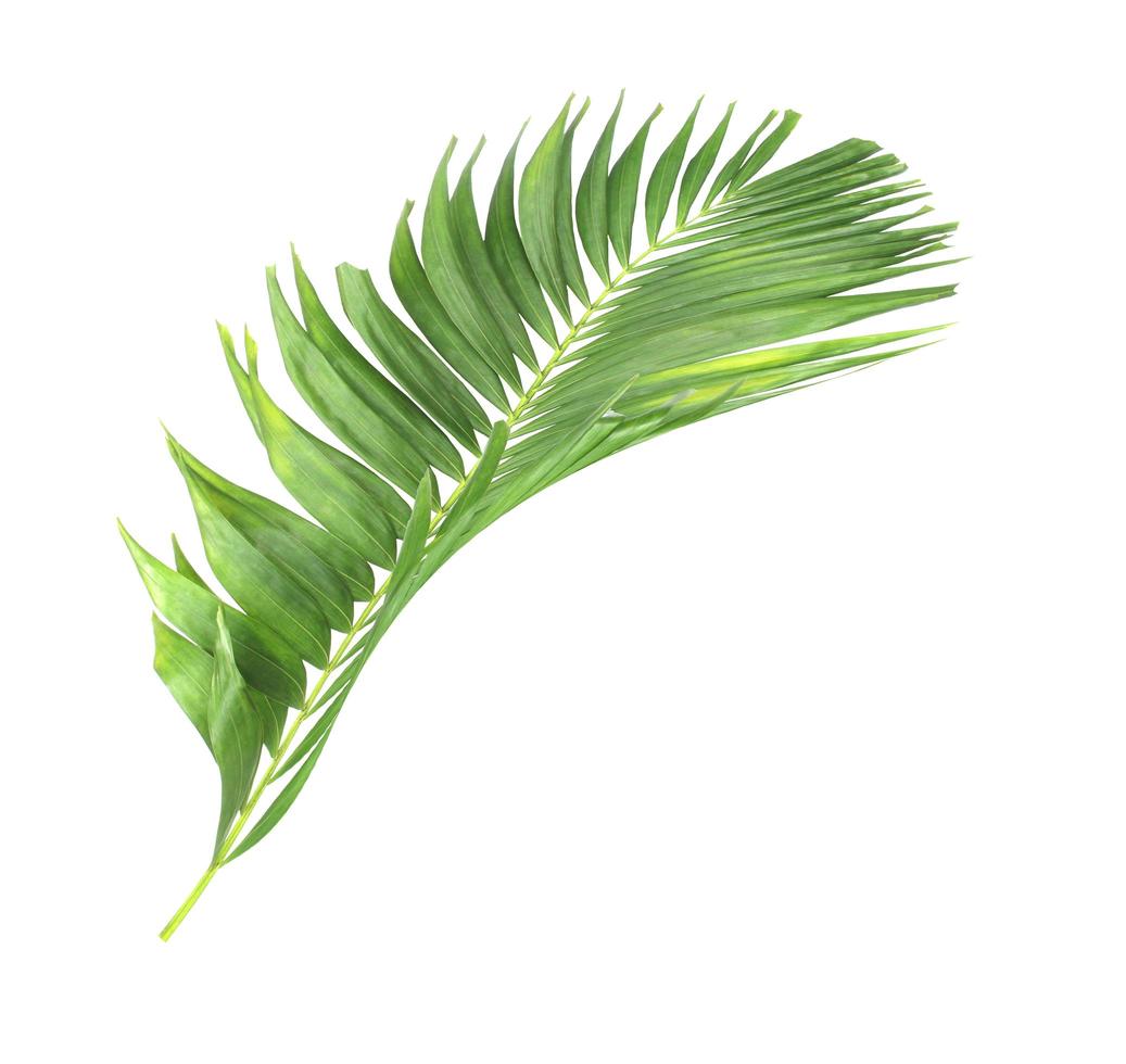 Large green tropical leaf photo