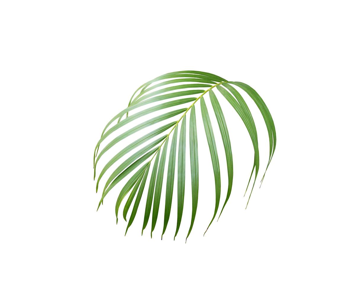 Lush tropical palm leaf on white photo