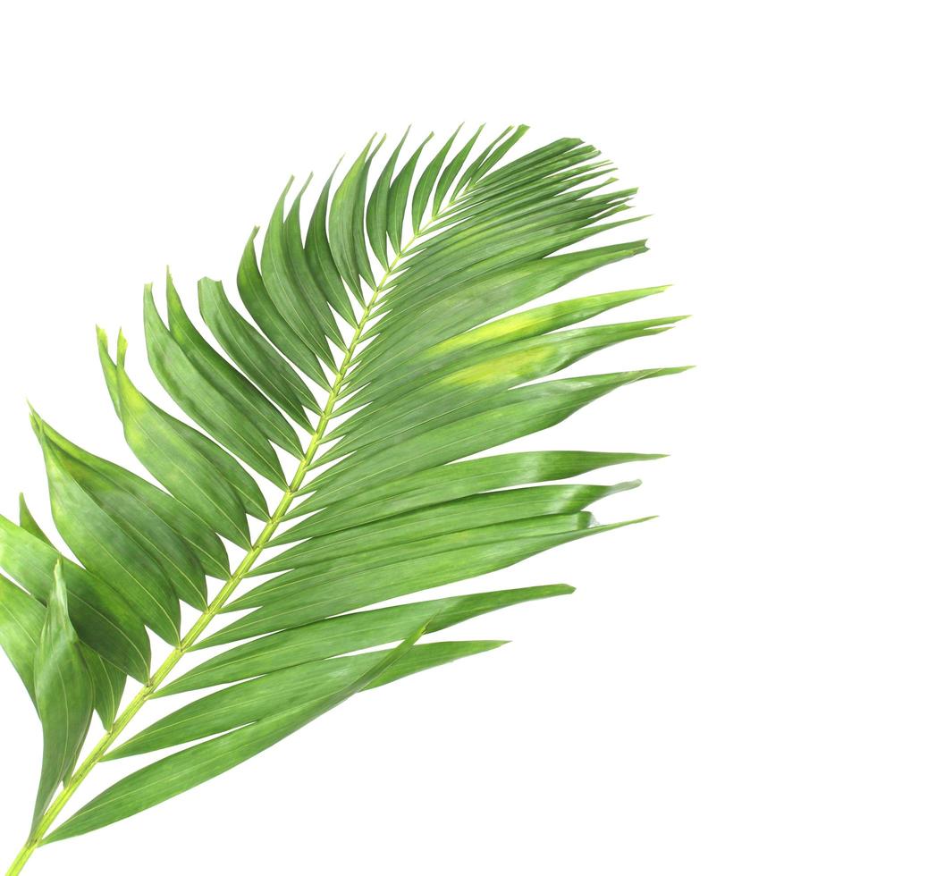 Large tropical palm leaf photo