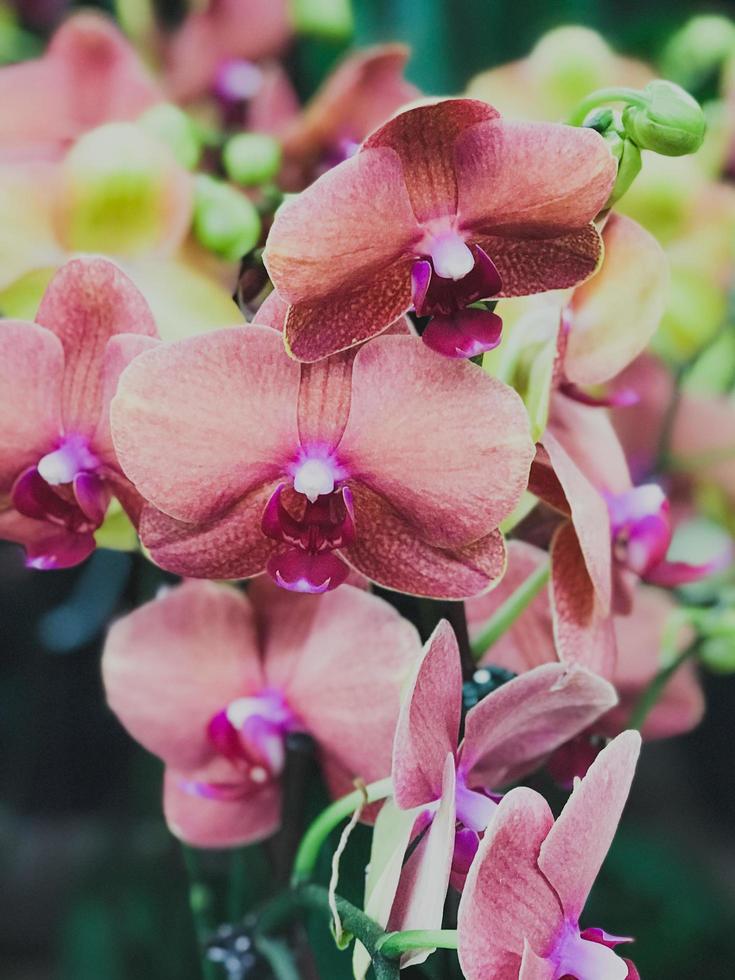 orquídeas rojas en una tienda foto