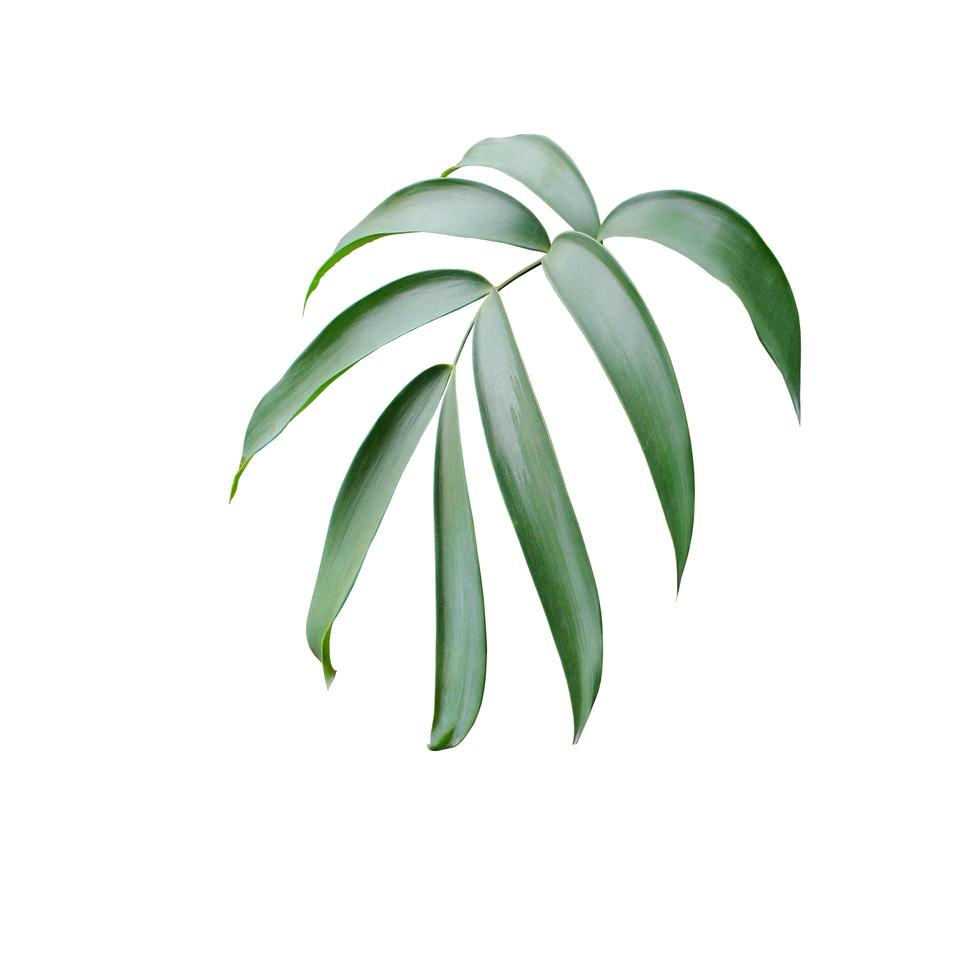 Green tropical leaves isolated photo