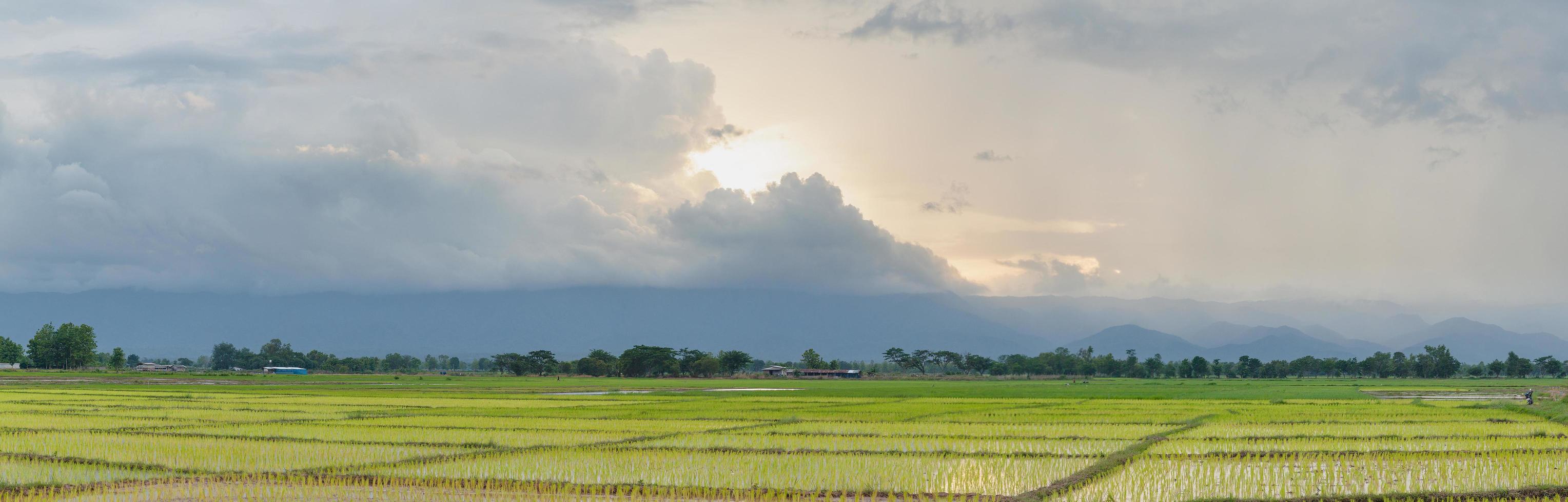 campo de arroz al atardecer foto