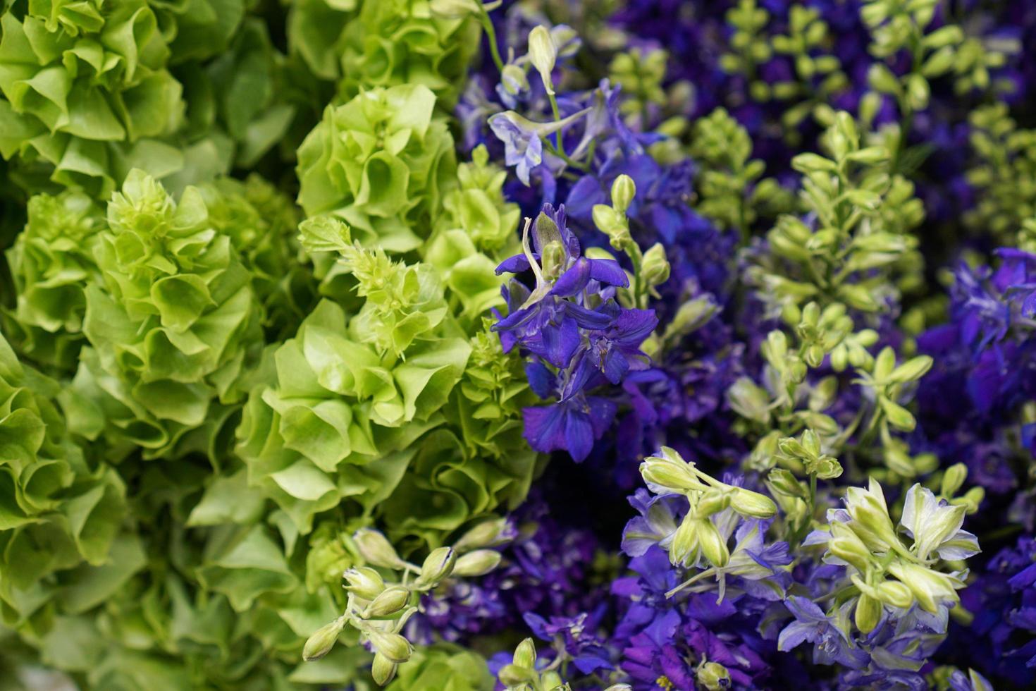 Green and purple flowers photo