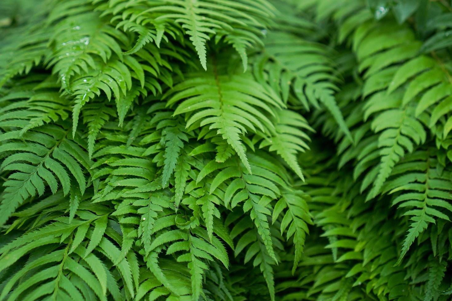 Green fern wall photo