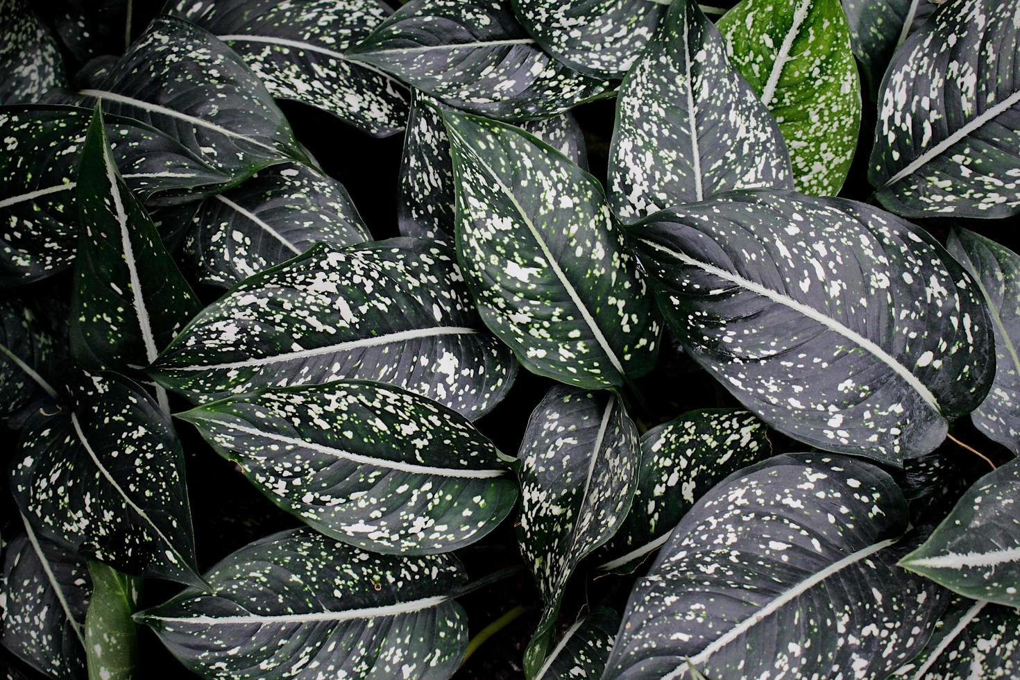 hojas de la planta de calathea foto