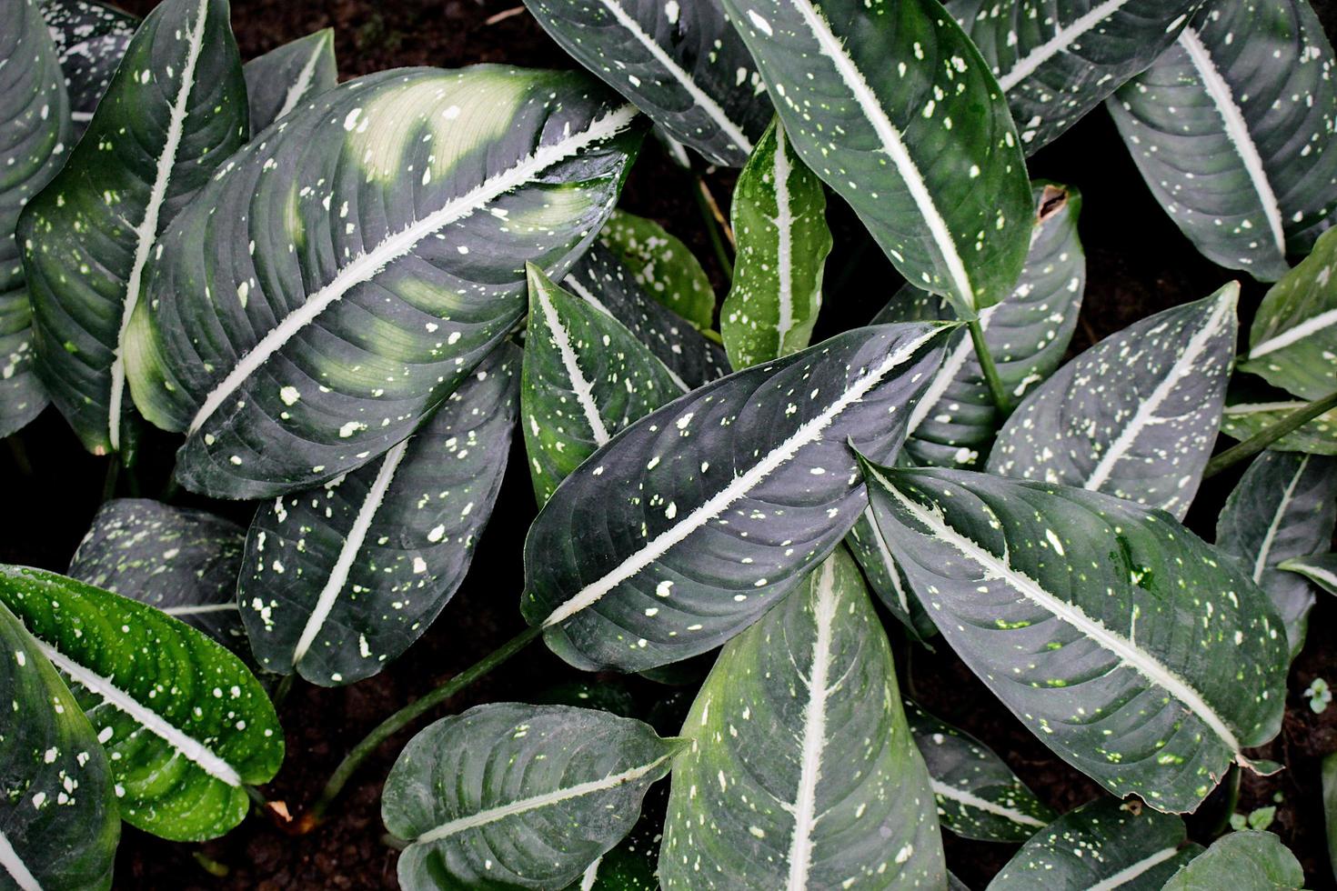 hojas de la planta de calathea foto