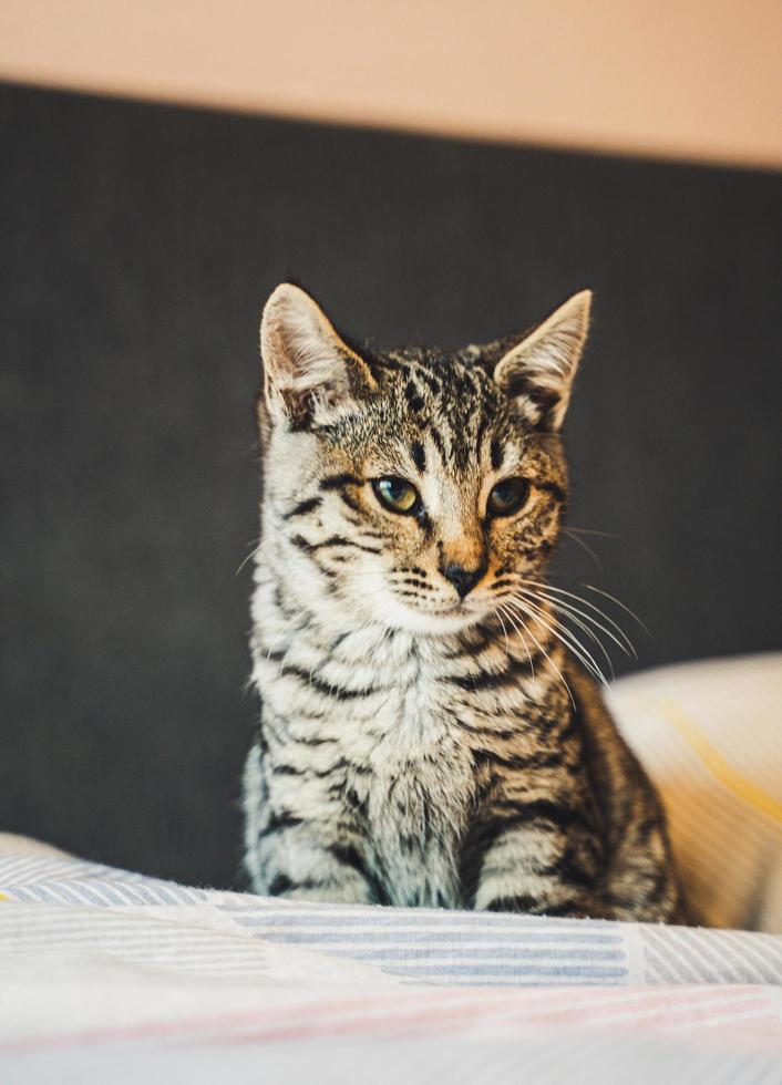 lindo gato de la sabana foto