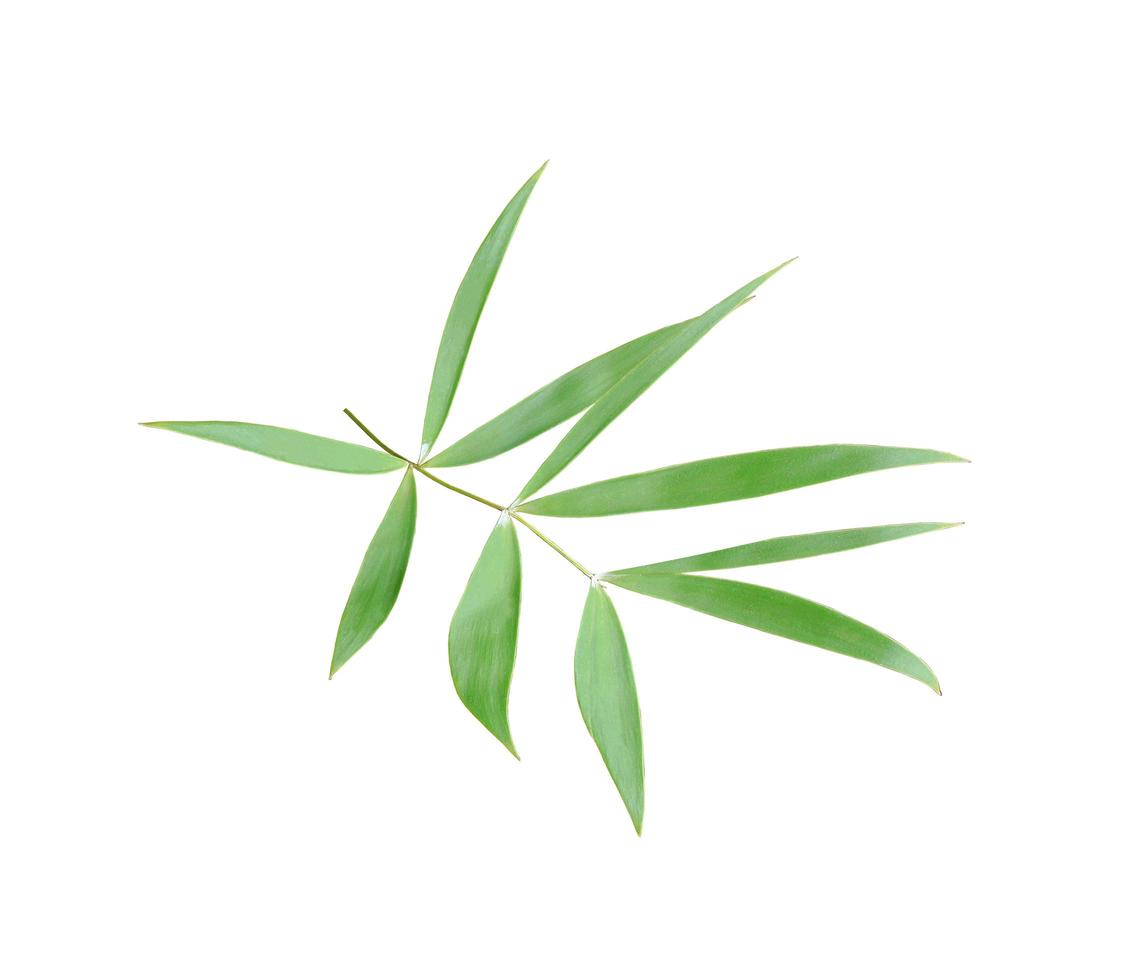 Bamboo leaves on white photo