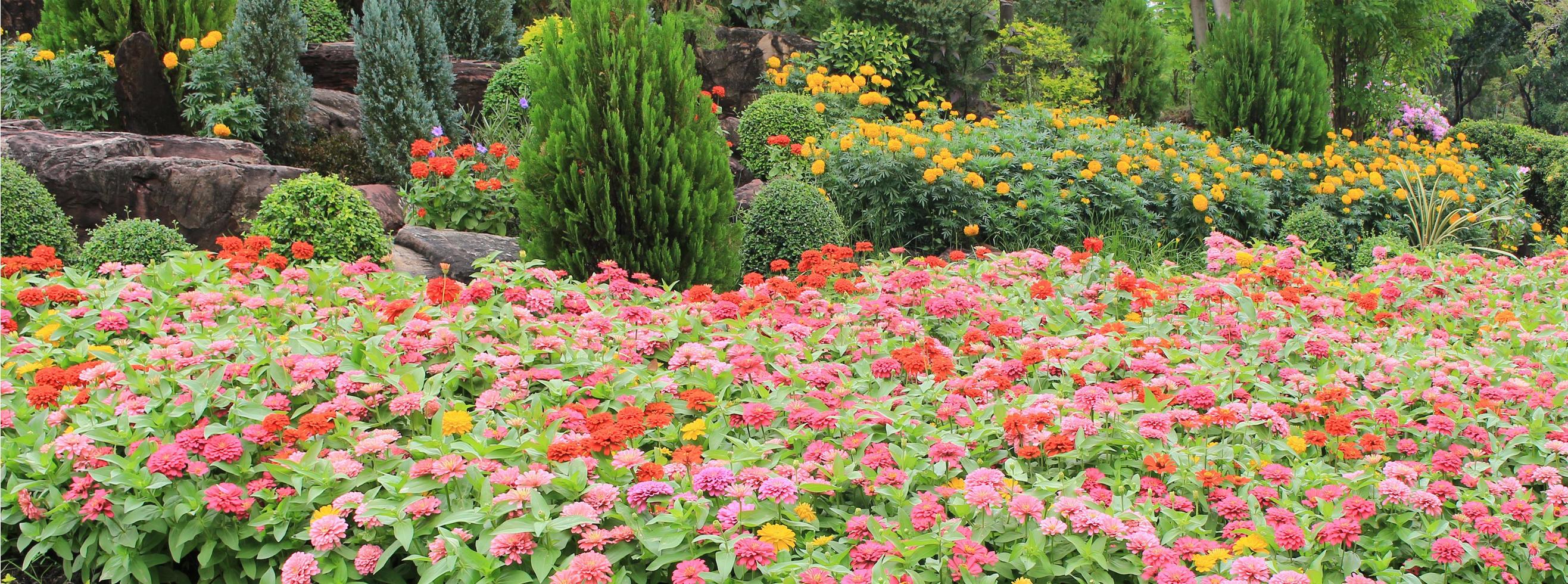 flores de colores en el jardín foto