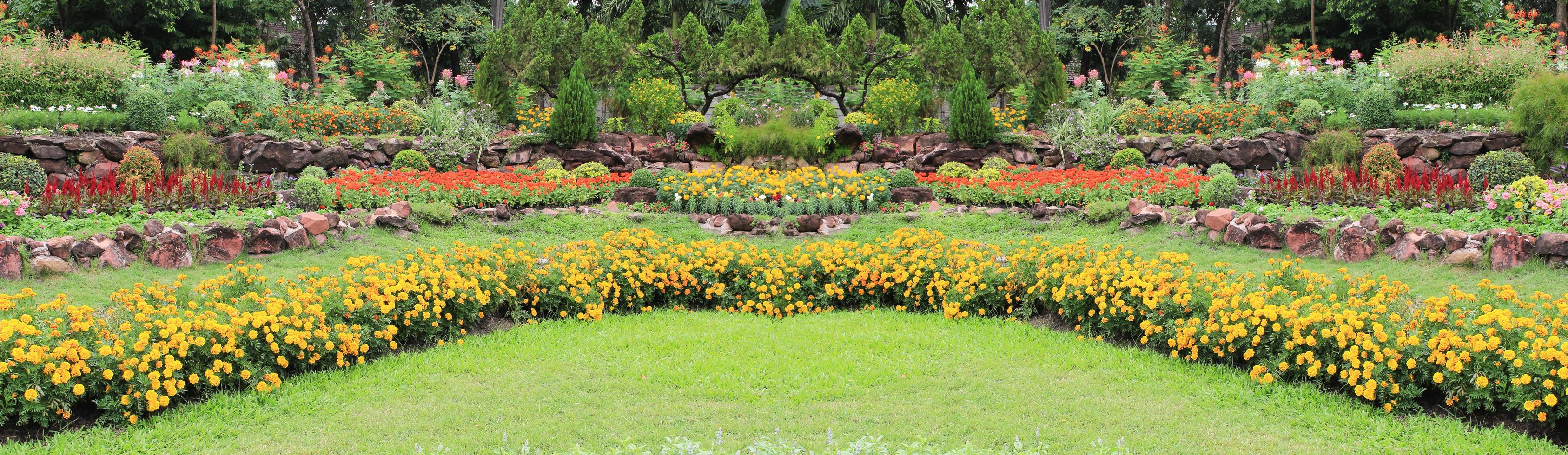 Panorama of flowers photo