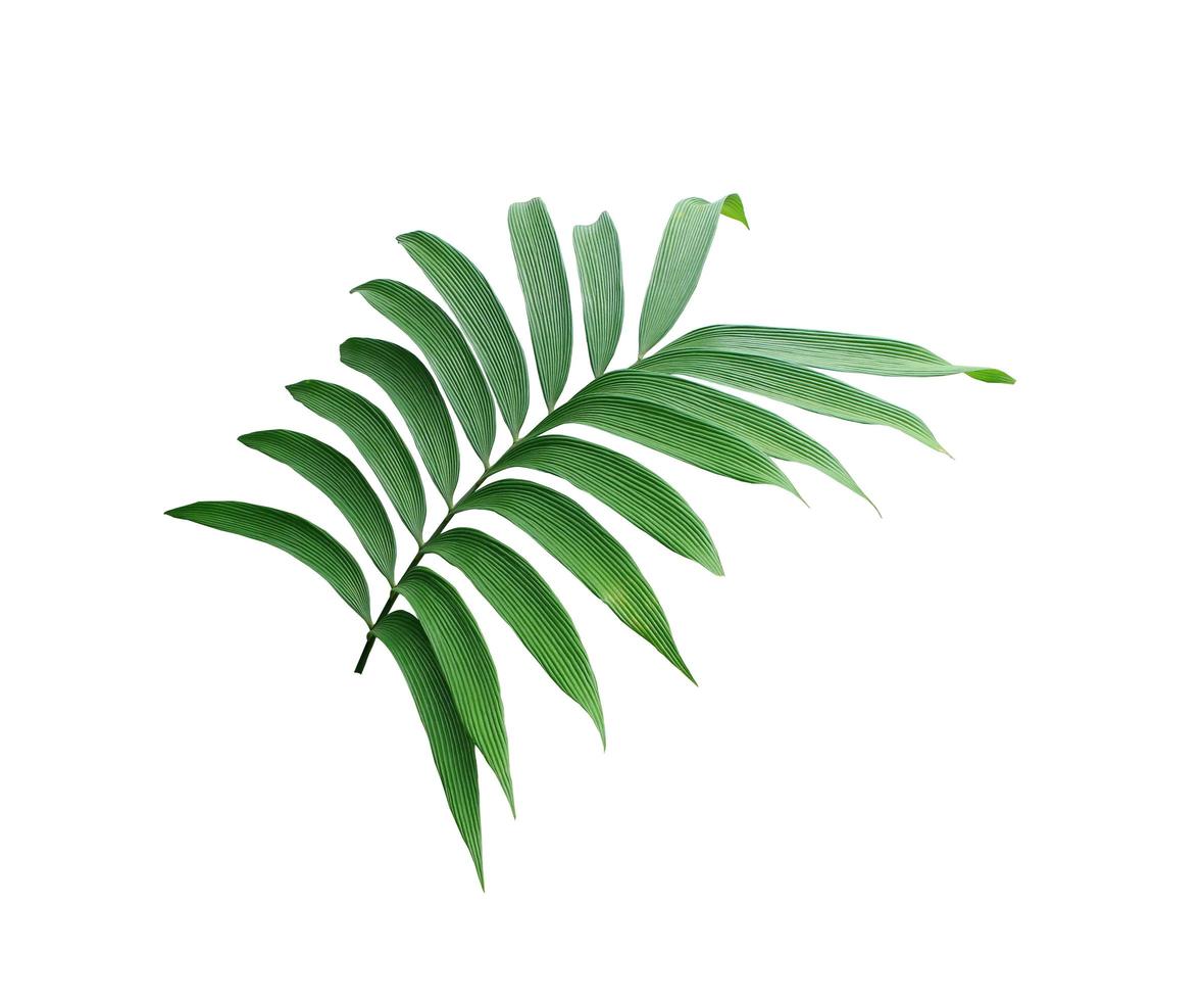 Green lush tropical leaves photo